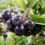 Aronia_melanocarpa